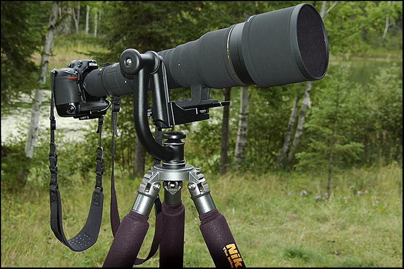 Nikon D2X + Sigma 300-800mm on Gitzo 1500