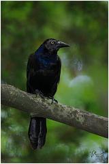 blackbird2