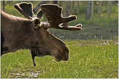 moose1