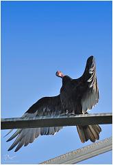 vulture2