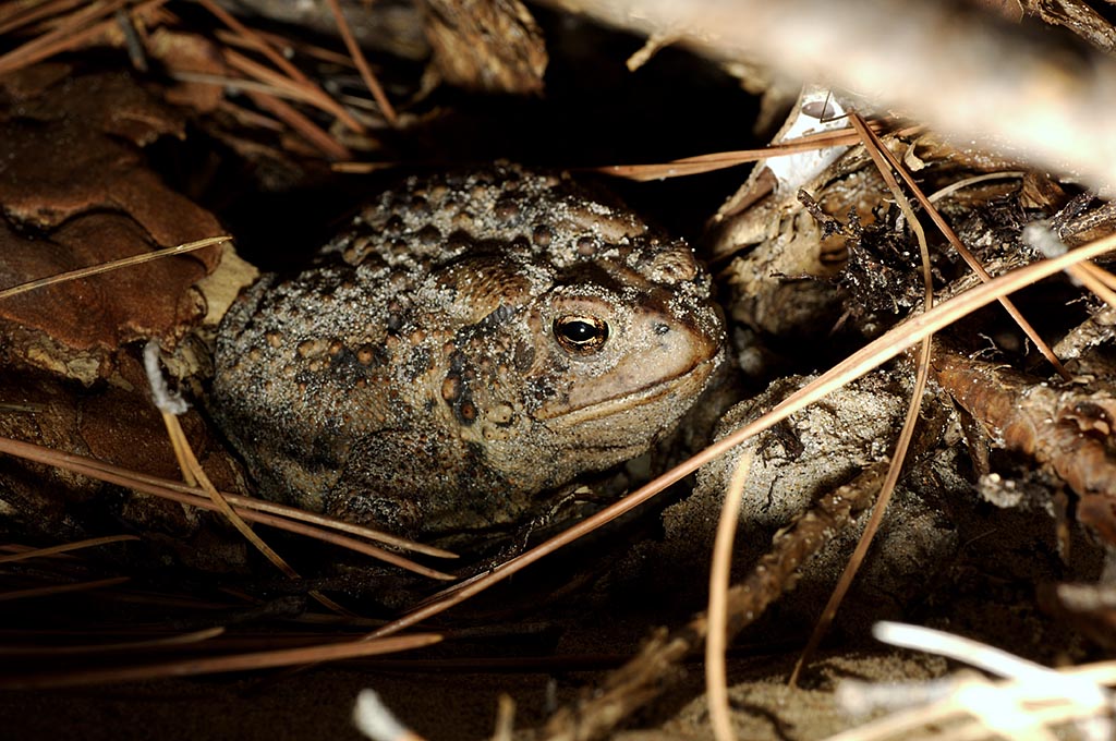 toad.jpg